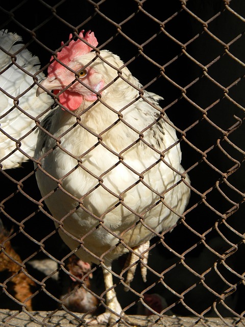 英格兰3-0胜弱旅暴露隐患：贝林厄姆红牌争议，图赫尔体系需磨合.